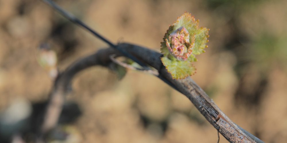 Le débourrement a commencé