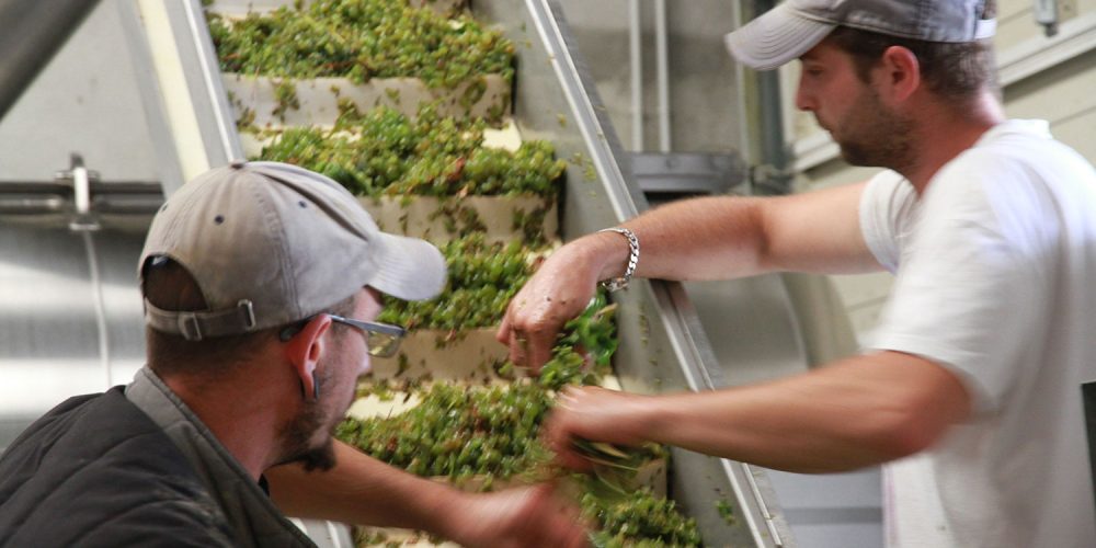 Vendanges 2019